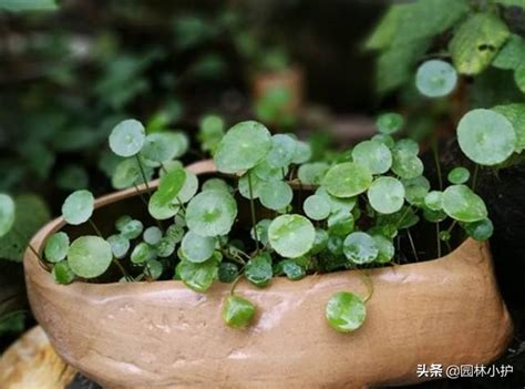 圓形樹葉|5種葉子圓圓的植物，養一盆，好運來